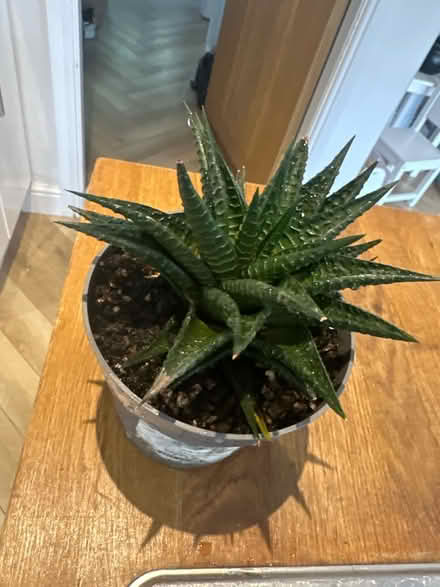 Photo of free Succulent plant (Alderley Edge SK9) #1