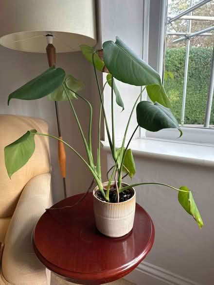 Photo of free Monstera plant (Alderley Edge SK9) #1