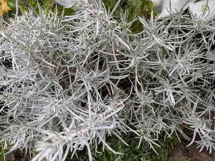 Photo of free Large herb plants (BD16 cottingley) #4