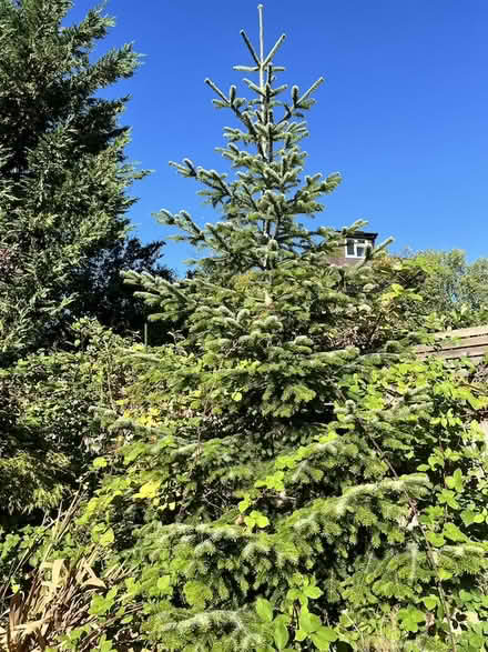 Photo of free Two Outdoor Christmas Trees (Totteridge N20) #4