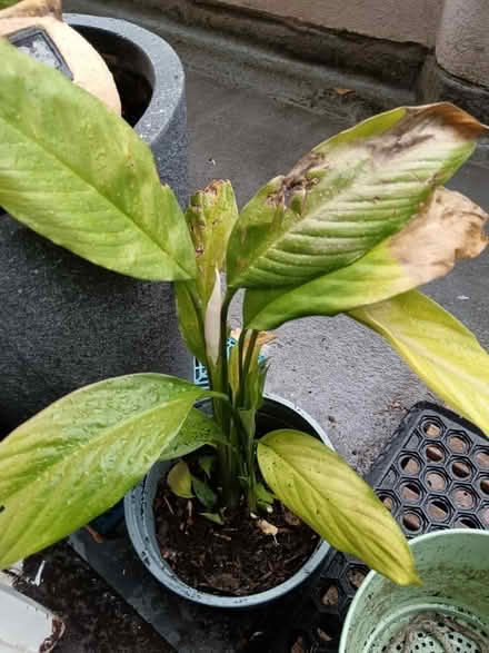 Photo of free Peace lili to rescue (SW15 Putney Vale) #1