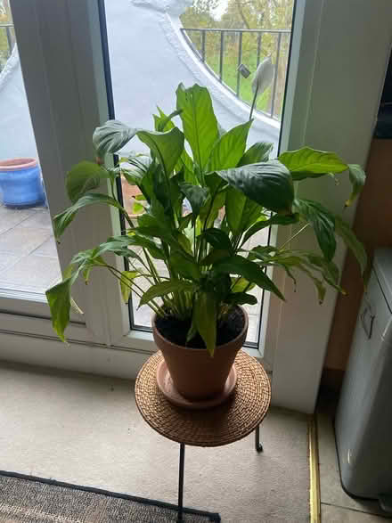 Photo of free Peace lily (Barnes) #1