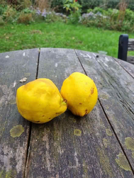 Photo of free Quinces (Tirley GL19) #1