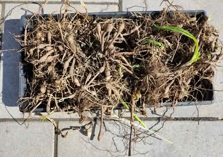 Photo of free Day lily bulbs (Wellington Village) #1