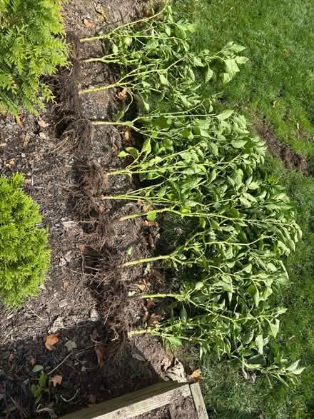 Photo of free 10 Bell Pepper Plants for Over Wint (Lexington) #1