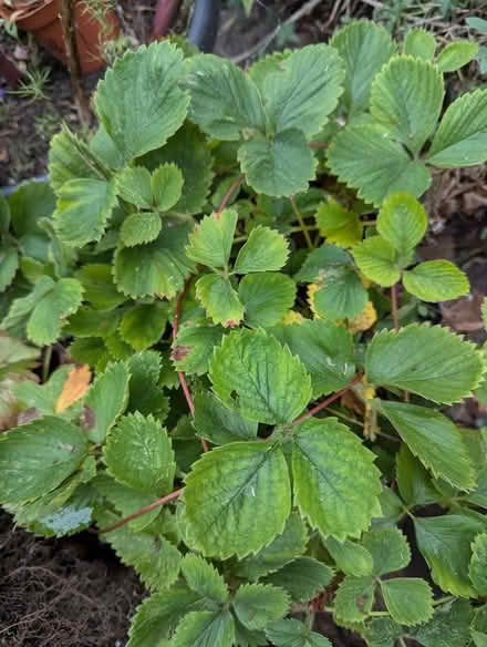 Photo of free Large herb plants (BD16 cottingley) #2