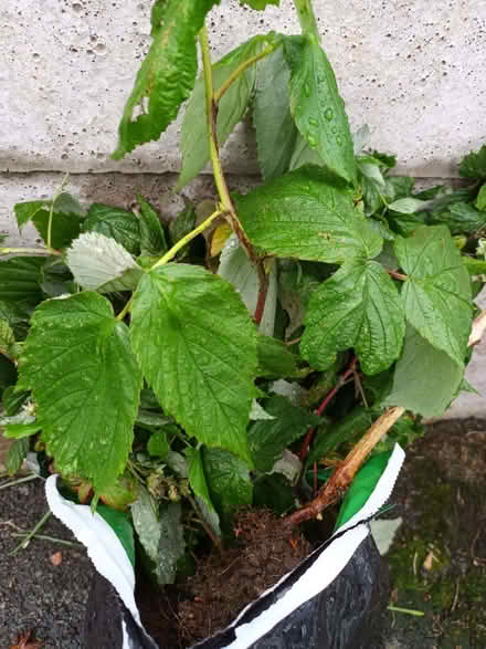 Photo of free Raspberry plants (Hockley Port B18) #1