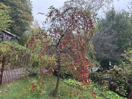 Photo of free Crabapples (Nash LD8) #2