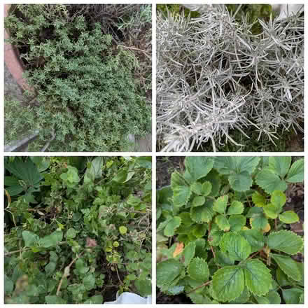 Photo of free Large herb plants (BD16 cottingley) #1