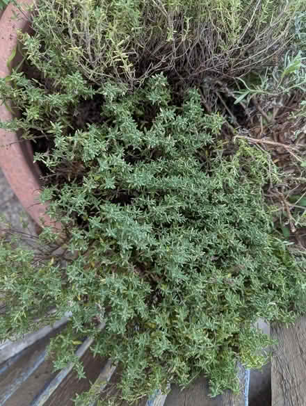 Photo of free Large herb plants (BD16 cottingley) #3