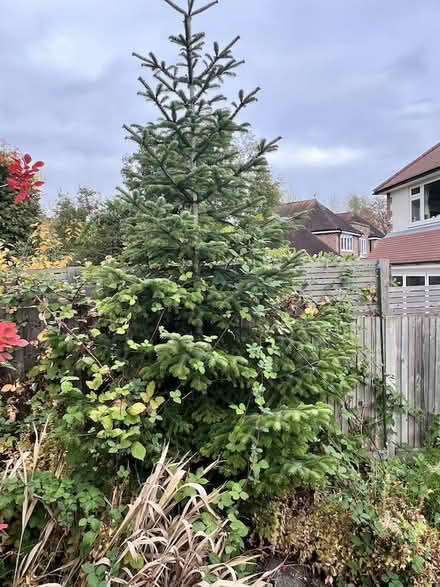 Photo of free Two Outdoor Christmas Trees (Totteridge N20) #3