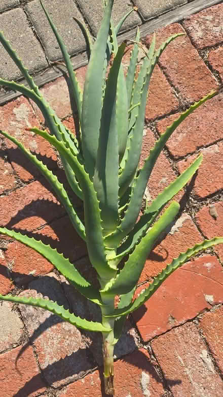 Photo of free Aloe Cuttings (los gatos and san jose) #3