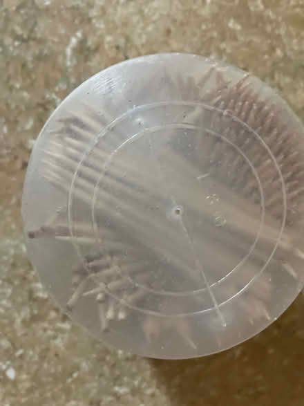 Photo of free Craft toothpicks (Groton, ma) #1