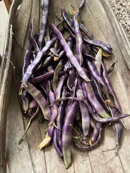 Photo of free Green beans -pods to dry for seeds (Kendal LA9) #1