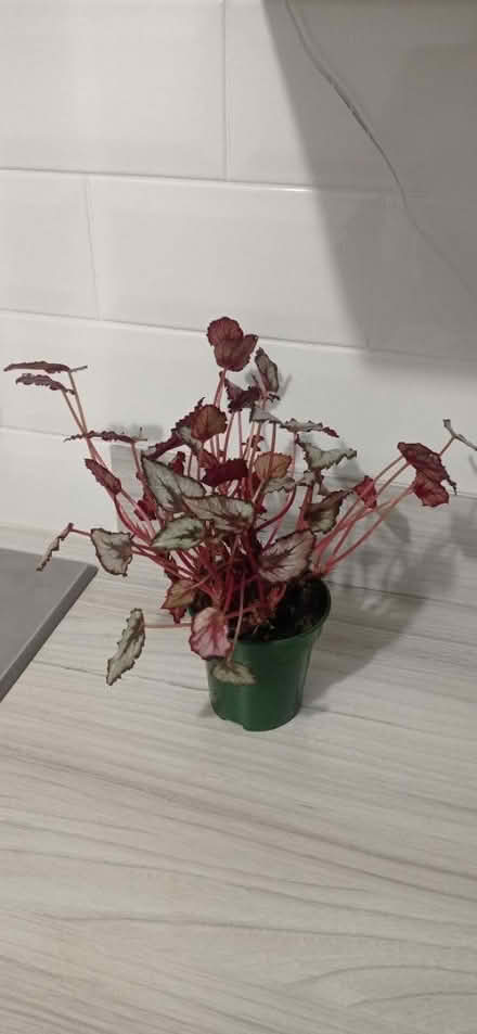 Photo of free Begonia red leaved plant (Peacehaven) #1