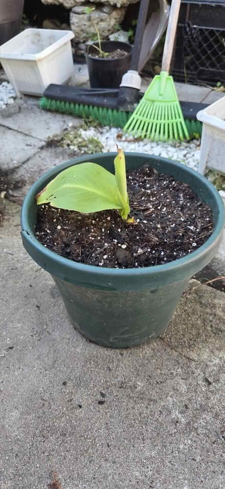 Photo of free Plants (Hayward , Cherryland by Target) #3