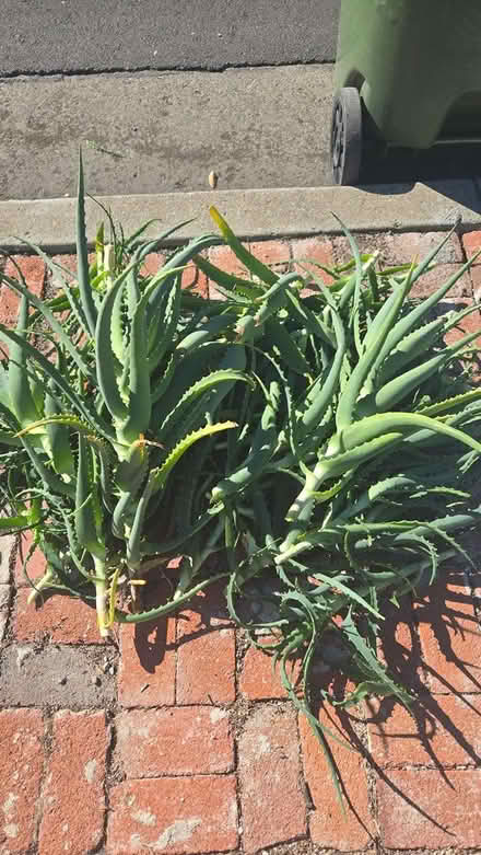 Photo of free Aloe Cuttings (los gatos and san jose) #1