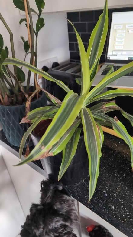 Photo of free 2 X large house plants and pots (Crewe CW1) #2