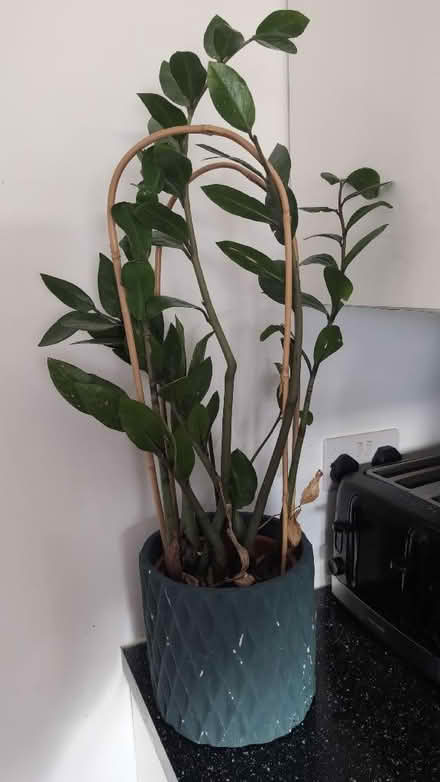 Photo of free 2 X large house plants and pots (Crewe CW1) #1