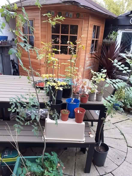 Photo of free Saplings in pots (Welshampton SY12) #1
