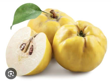 Photo of Local quince fruits (Stanton St John OX33) #1