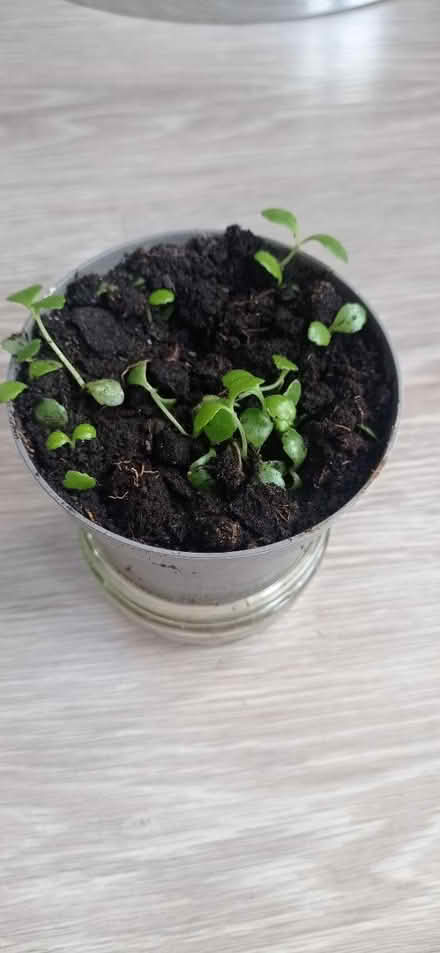 Photo of free Mother of thousands plant seedlings (Peacehaven) #1