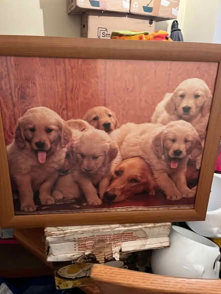 Photo of free Pictures (Ipswich IP2) #1