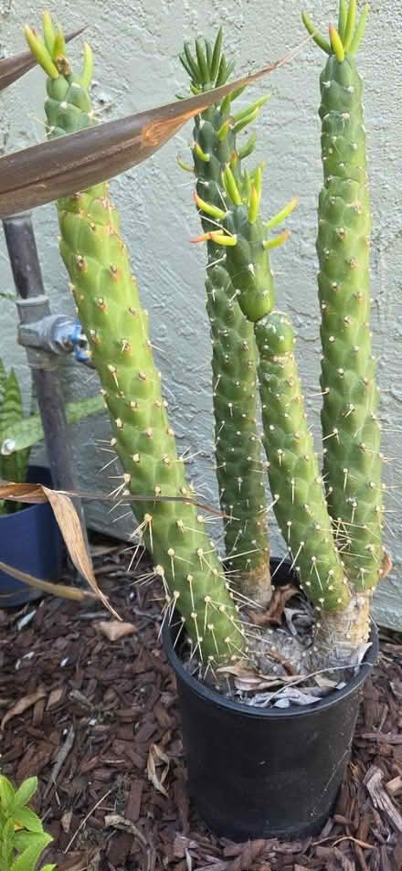 Photo of free Plants (Hayward , Cherryland by Target) #2