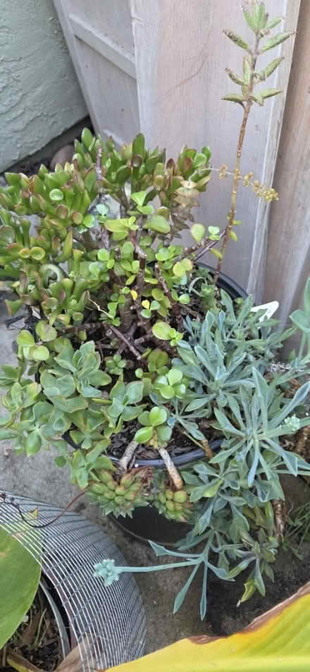Photo of free Plants (Hayward , Cherryland by Target) #1