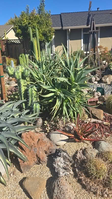 Photo of free Aloe Cuttings (los gatos and san jose) #2