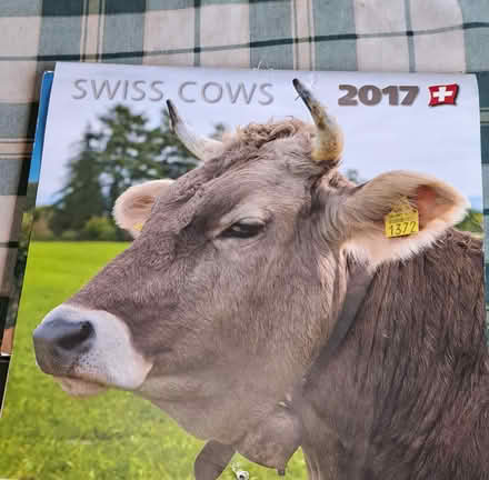 Photo of free Pictures of cows (Poolbrook WR14) #3