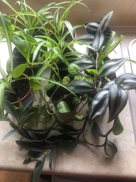 Photo of free Indoor plants (Lydiard Millicent SN5) #1