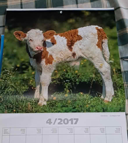 Photo of free Pictures of cows (Poolbrook WR14) #1