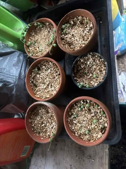 Photo of free House plants (NG9, Beeston) #2
