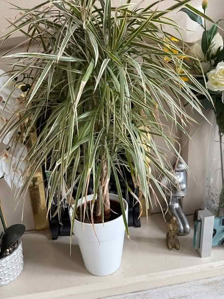 Photo of free Dracaena plant (Orpington) #1