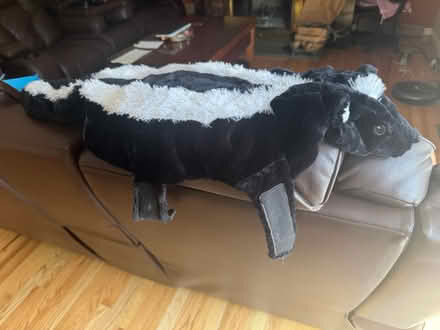 Photo of free Doggie costume (New City NY) #2