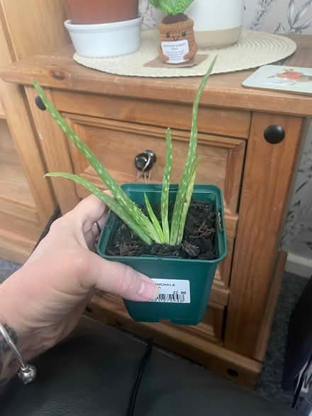 Photo of free Aloe Vera plant (Southdown) #1