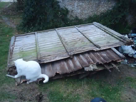 Photo of free Old fencing panels & timber posts. Bonfire,fire pit,kindling (Willingdon BN20) #1
