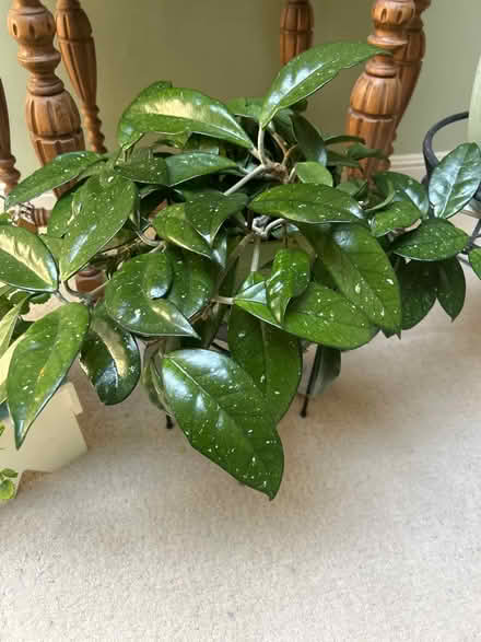 Photo of free Plant Cuttings (95129) #2