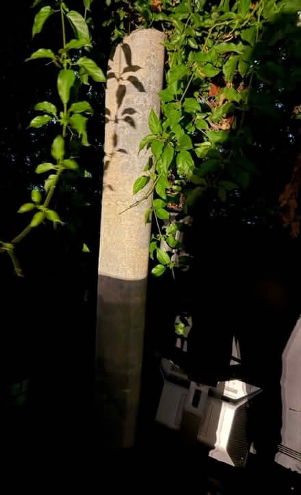 Photo of free Area rug (Valencia Avenue, Sunnyvale) #2