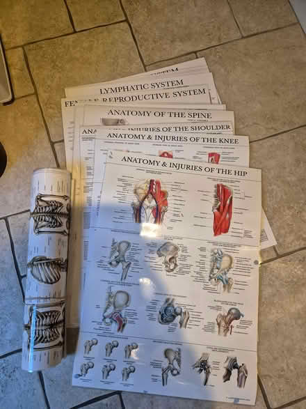 Photo of free Lots of anatomy posters (Chiseldon, SN4) #1