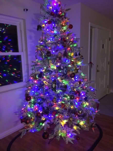 Photo of free Christmas tree (Satellite beach) #3