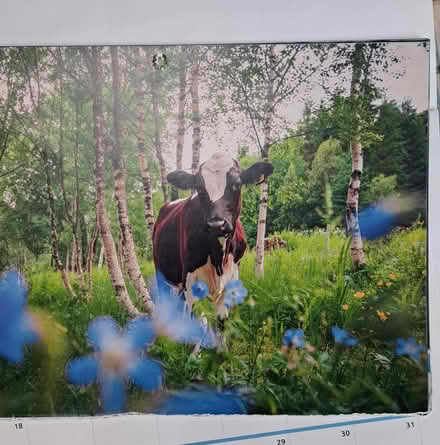 Photo of free Pictures of cows (Poolbrook WR14) #2