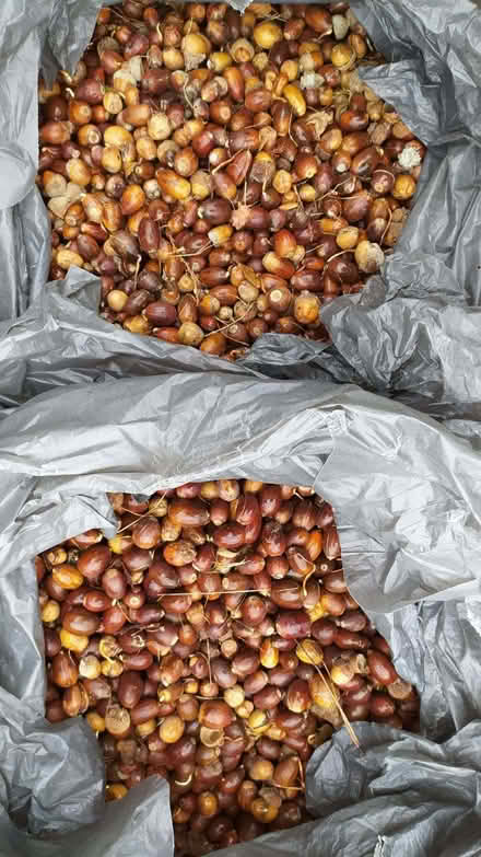 Photo of free Acorns (Llanfairfechan LL33) #1