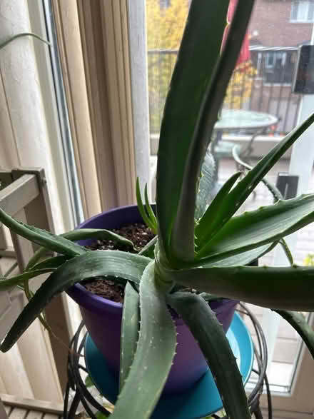 Photo of free Aloe Vera plant (Downtown Galt) #1
