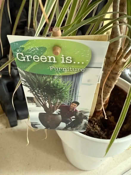 Photo of free Dracaena plant (Orpington) #3