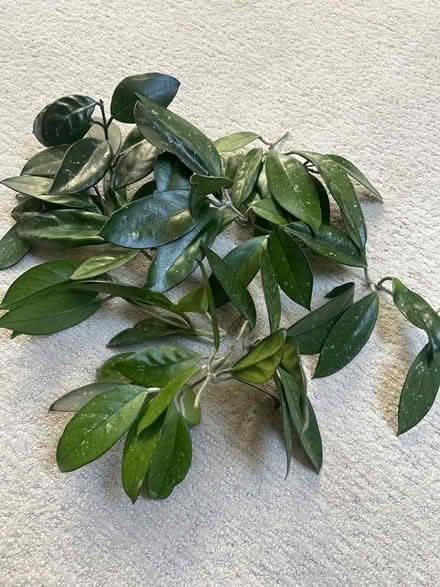 Photo of free Plant Cuttings (95129) #1