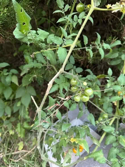 Photo of free Tomatoes (Acworth/Kennesaw Wade Green Rd) #2