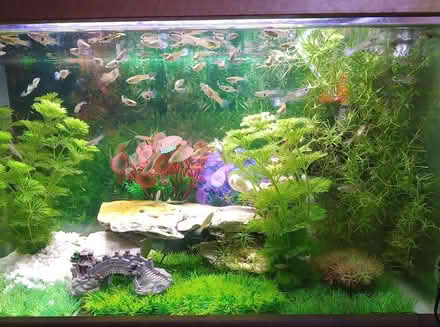 Photo of free Beautiful tropicals (NR7) #2