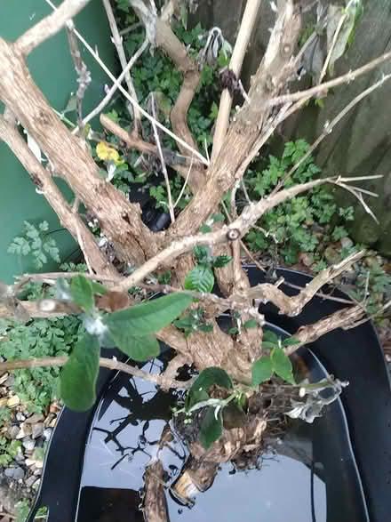 Photo of free Large bareroot buddleia (London Rd, HW HP11) #2